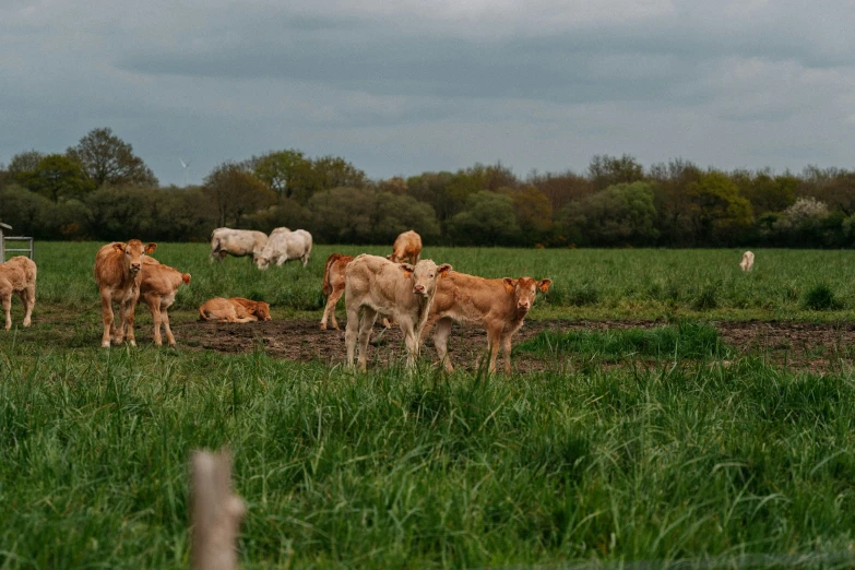 several cows grazing in a grassy field, with one sitting in the ground