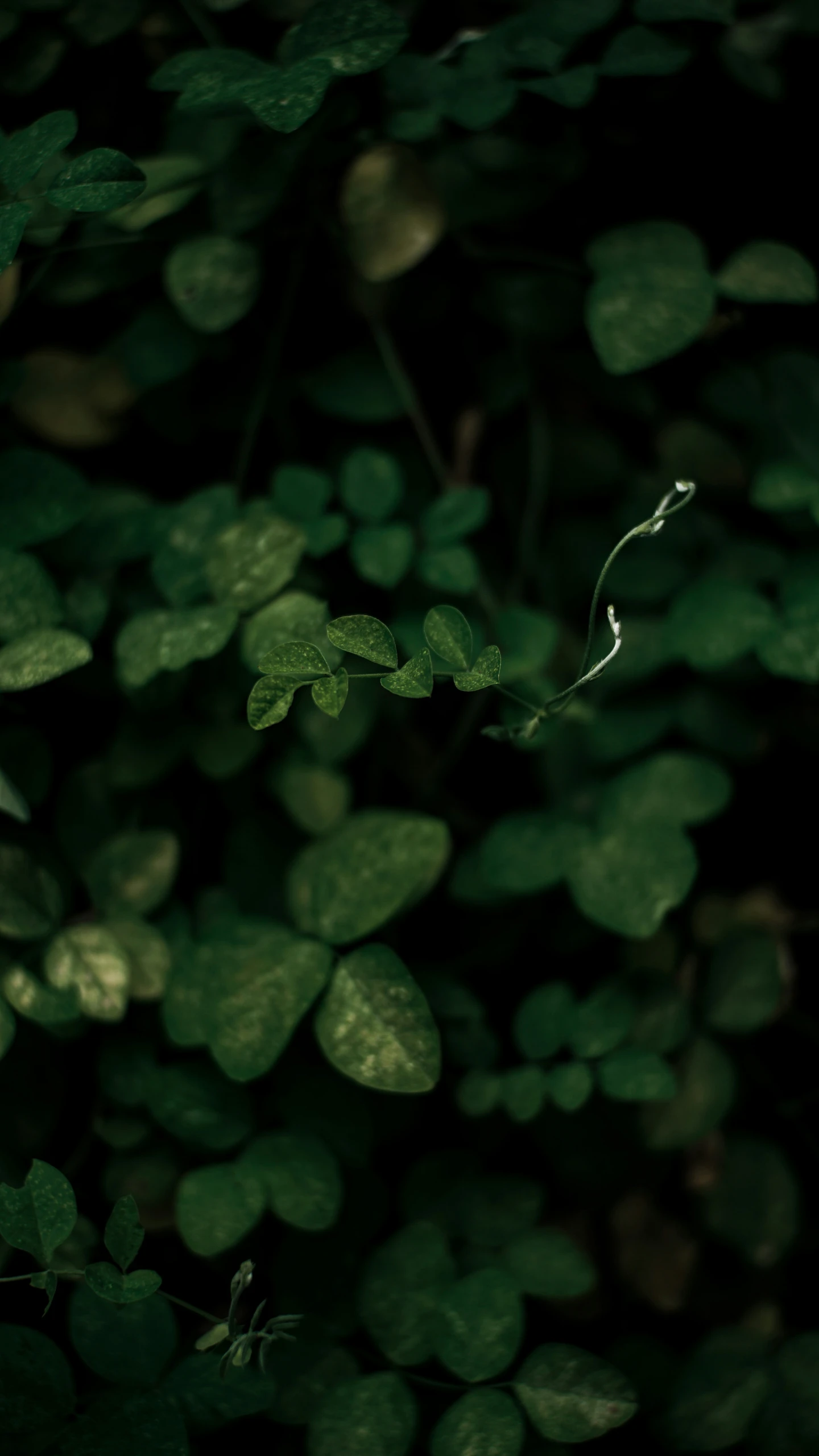 a leaf with a thin twig in it