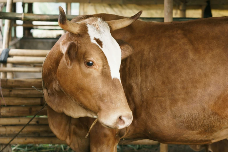 two cows standing next to each other near a wooden fence