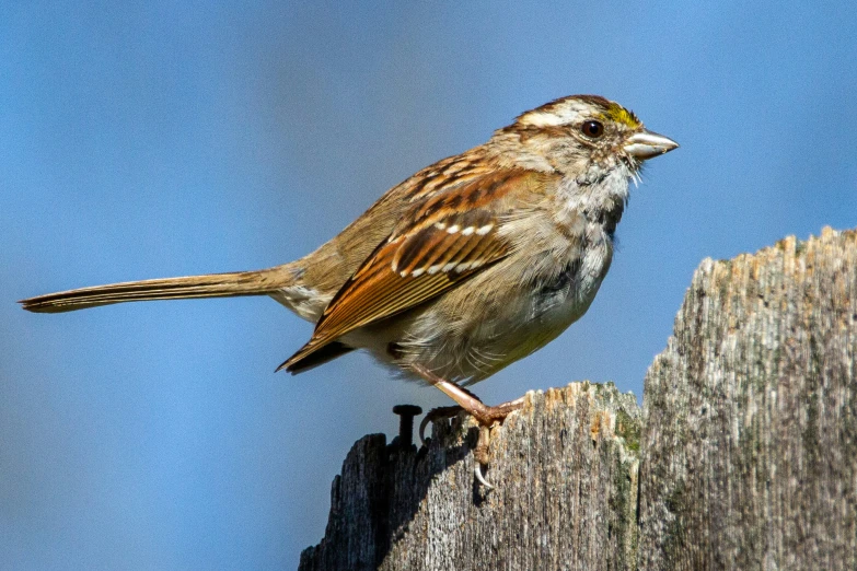 small bird sitting on a post outside