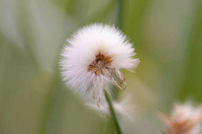 a close up image of a dandelion