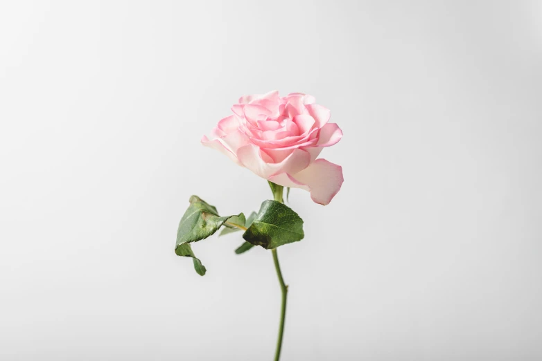 a single pink rose on a white background