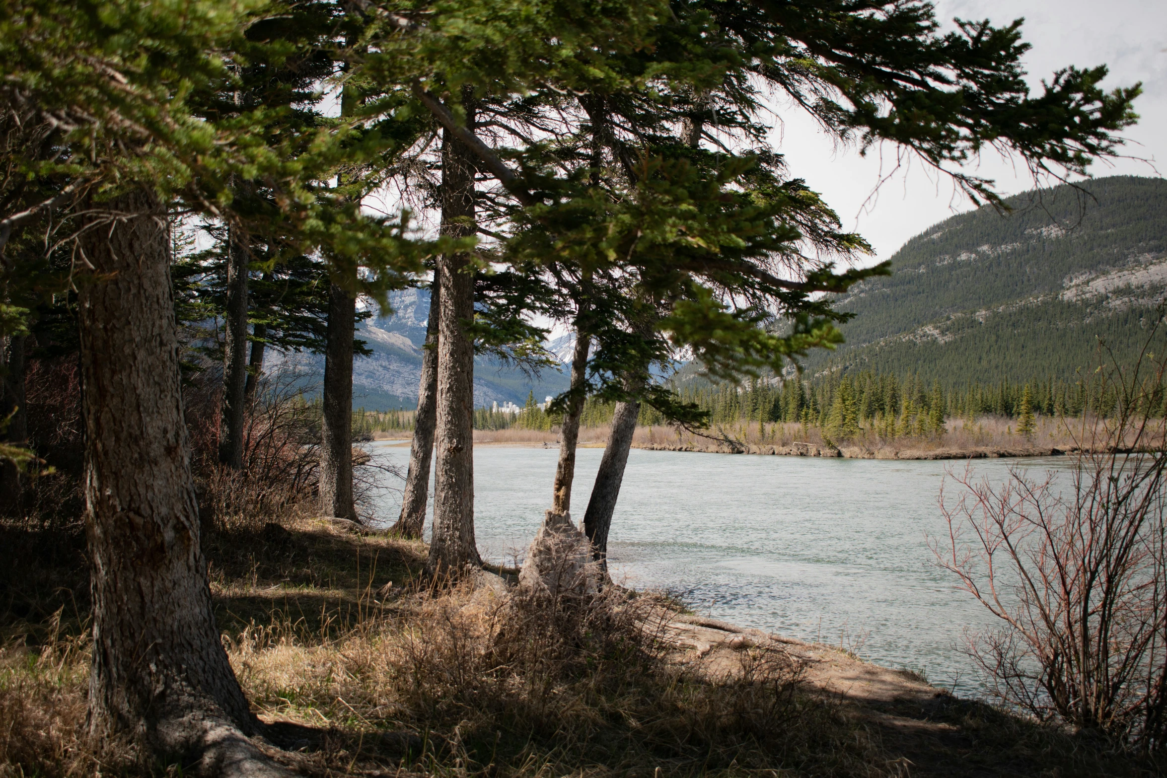 trees line the shore of a small lake