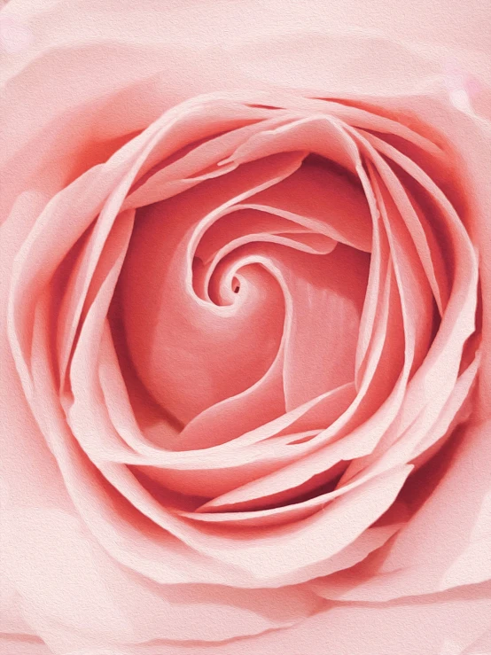 the inside of a pink rose with the center flower slightly open