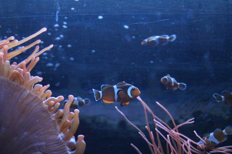 some fish swimming in an aquarium, some in it's habitat