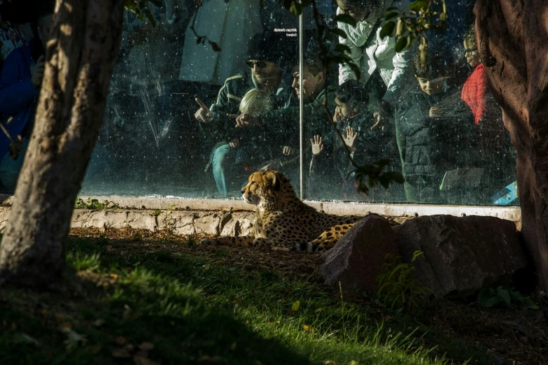 a big leopard sitting on the ground in front of trees