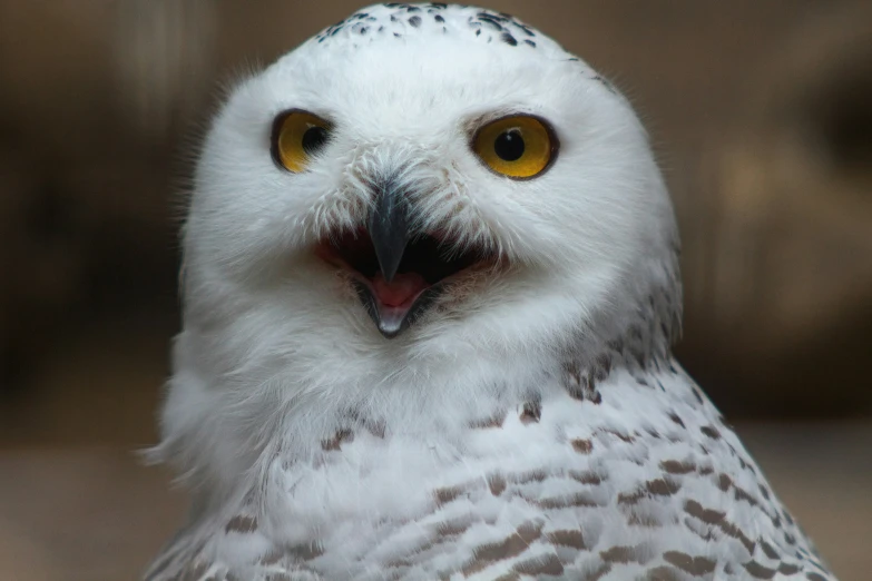 a close up of an owl with yellow eyes