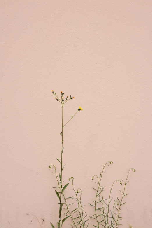 there are two weeds that are growing out of a pot