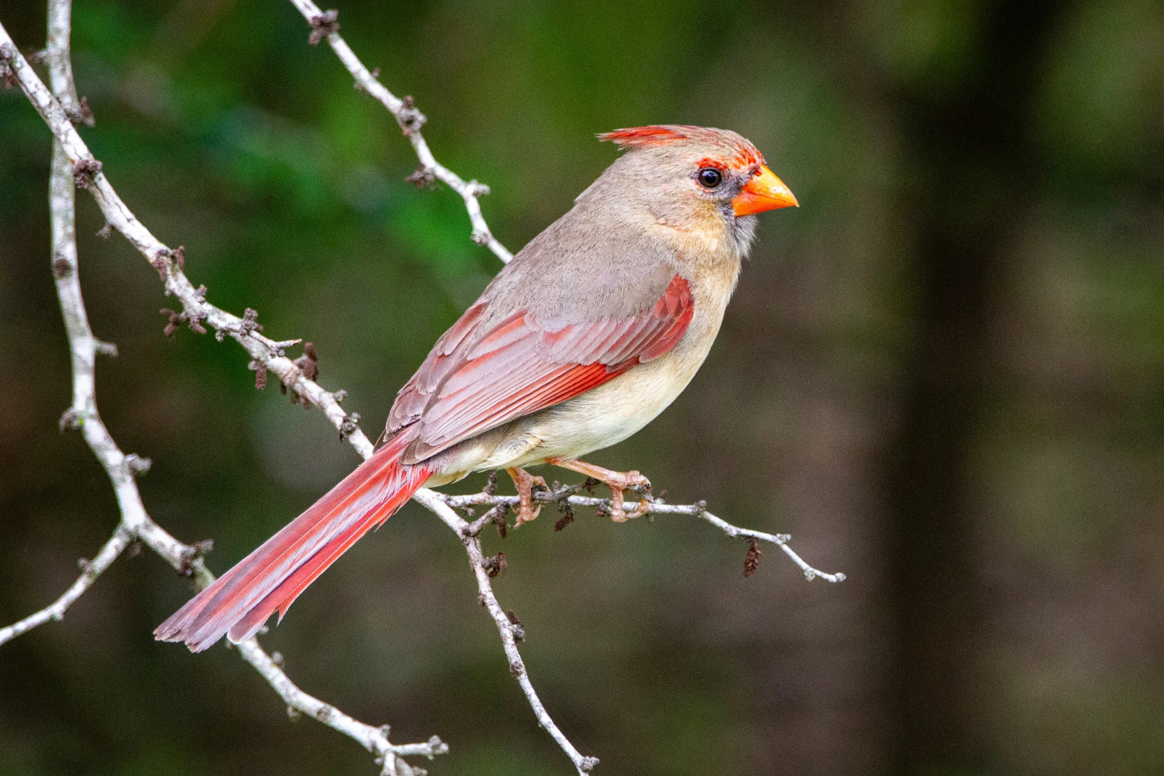 a colorful red cardinal perched on a nch