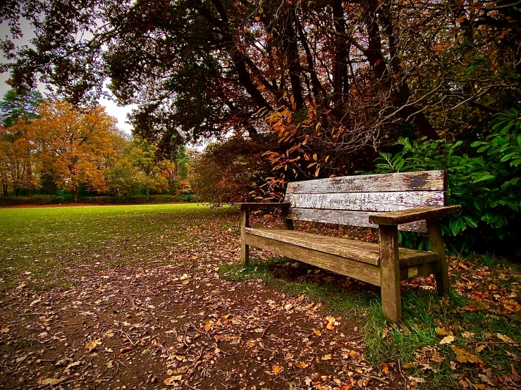 there is a bench under the tree in the woods