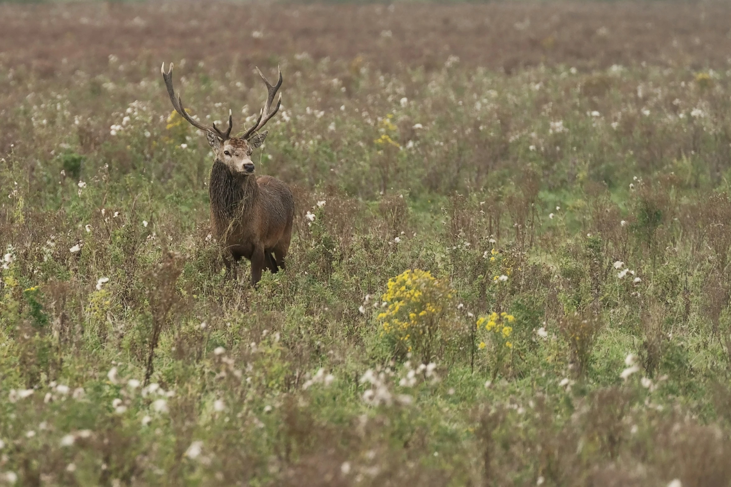 a large animal standing in the middle of a field