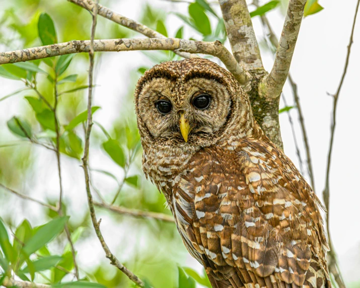 an owl standing on a tree nch next to a green leaf filled bush