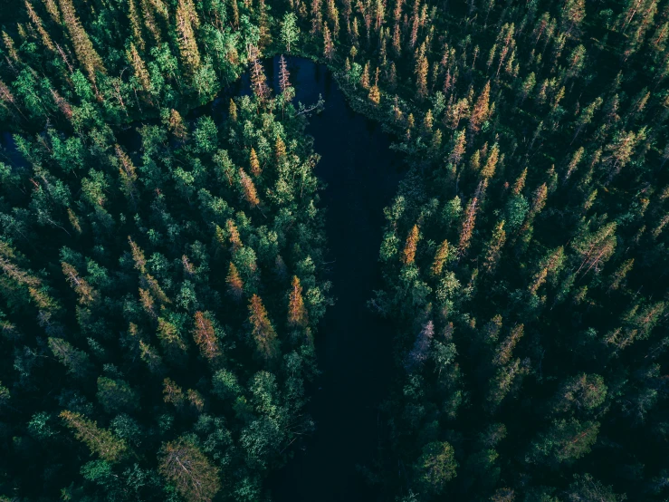 aerial view of several trees, and a stream
