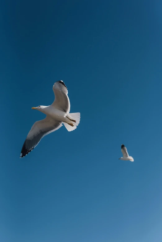 there are two seagulls flying near one another