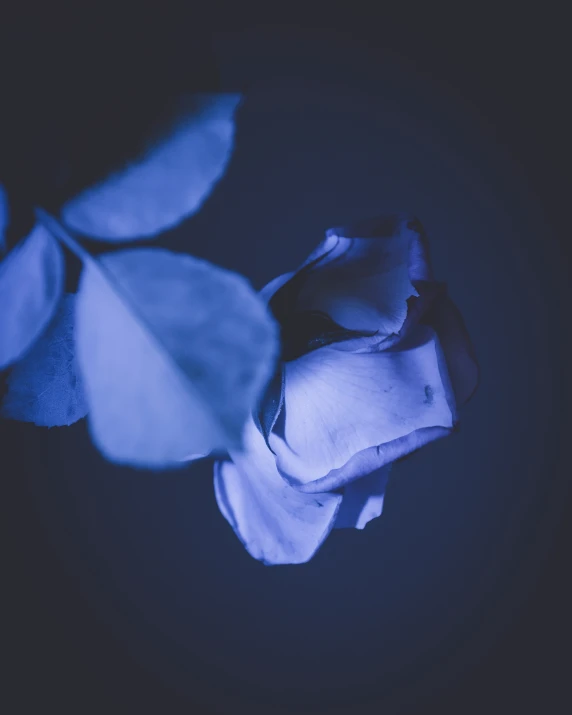 a blue flower is pographed in this very dark po