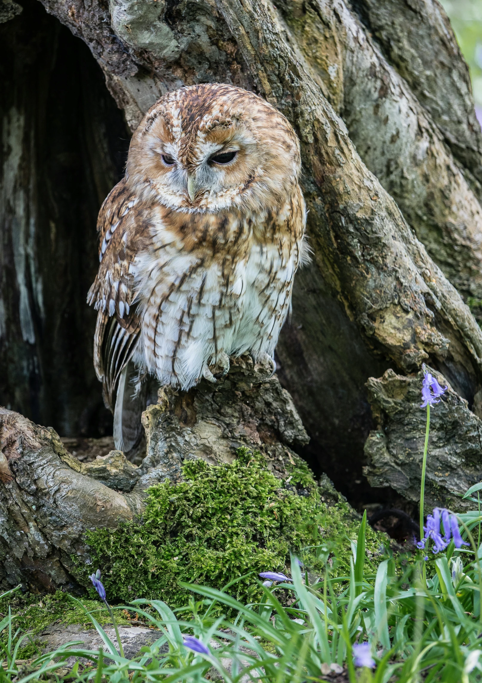 an owl is perched on a nch of a tree