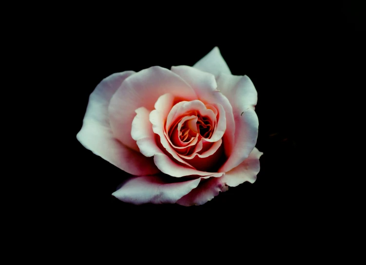 pink rose blooming from center on dark background