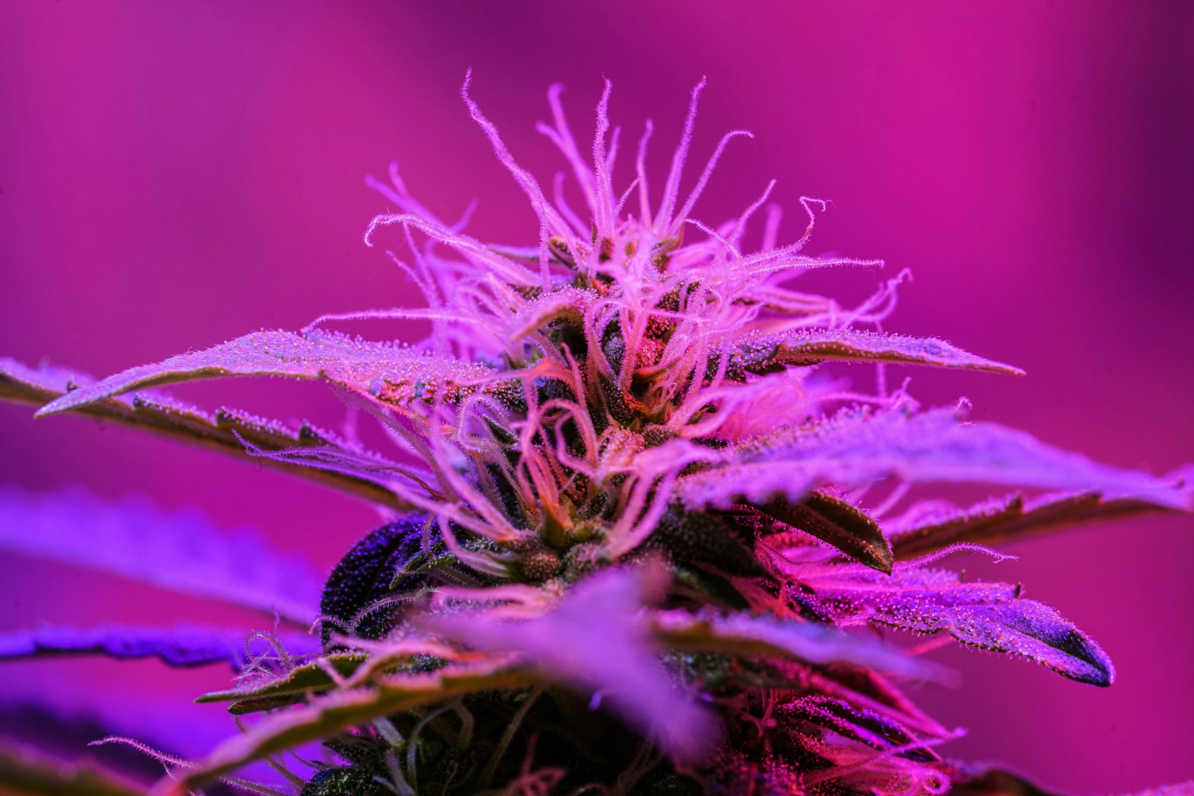 a plant is shown with some purple lights