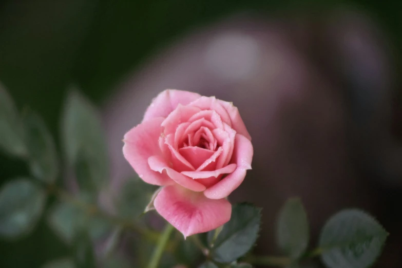 an image of a single pink rose growing