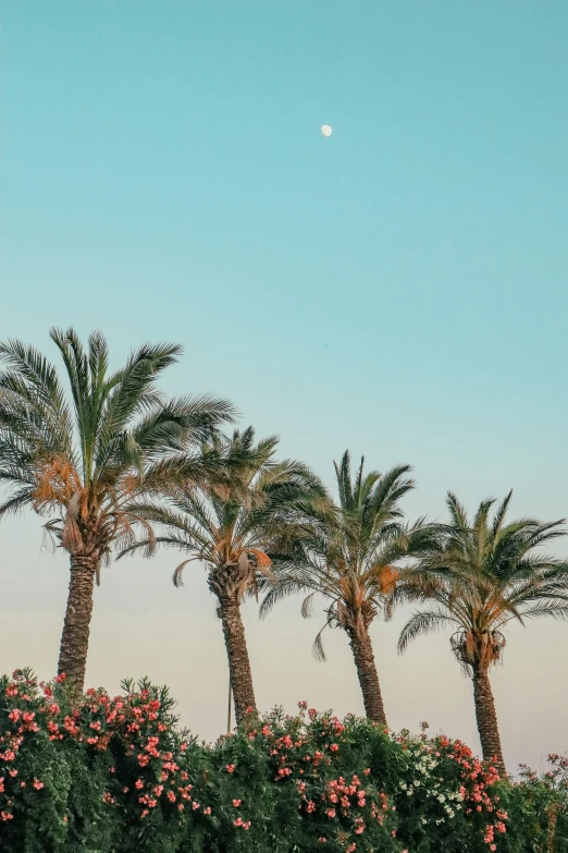 a row of palm trees with a moon in the background