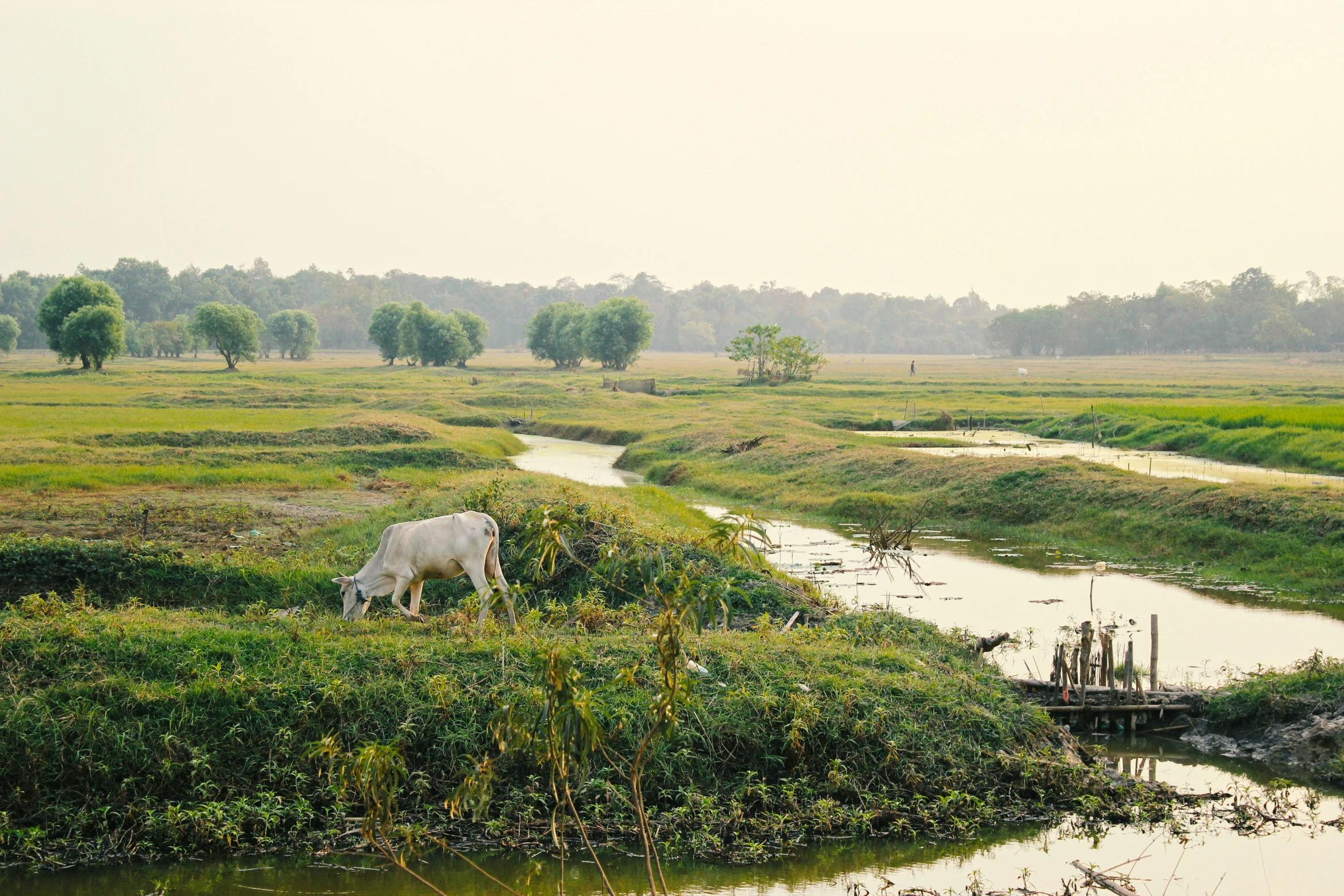 a white cow is standing in an open field