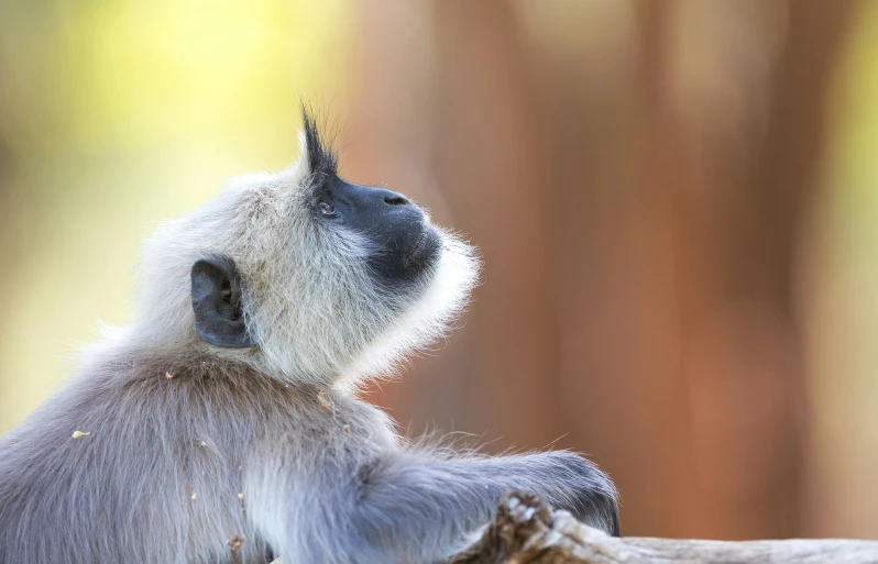 a monkey is sitting on top of a log