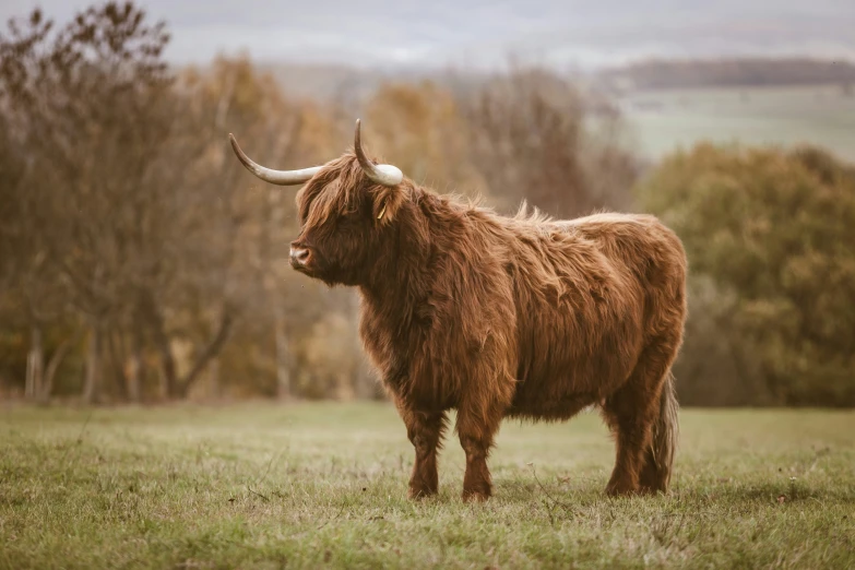 a yak is standing in a field with horns on it