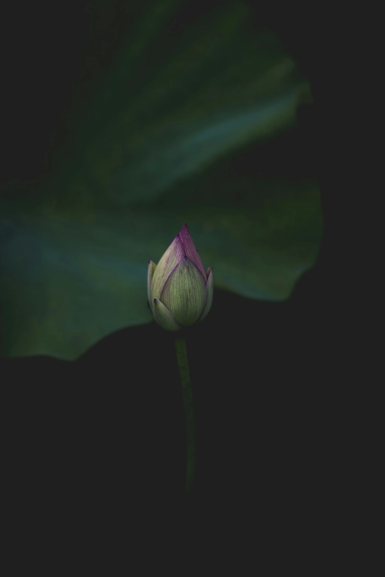 a green and white lotus flower in front of leaves