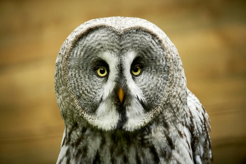 a gray and white owl has yellow eyes