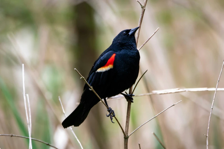 the small black bird is perched on the nch