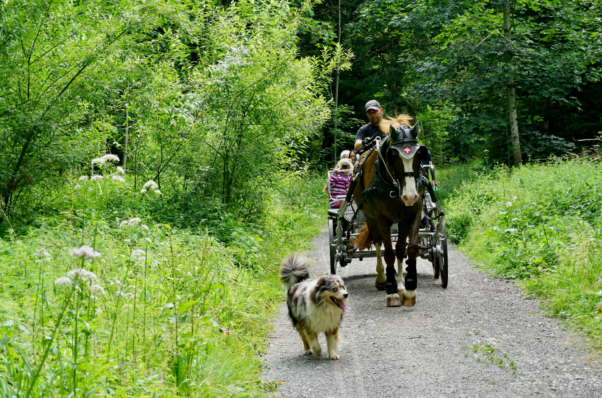 people riding on a horse drawn carriage and dog