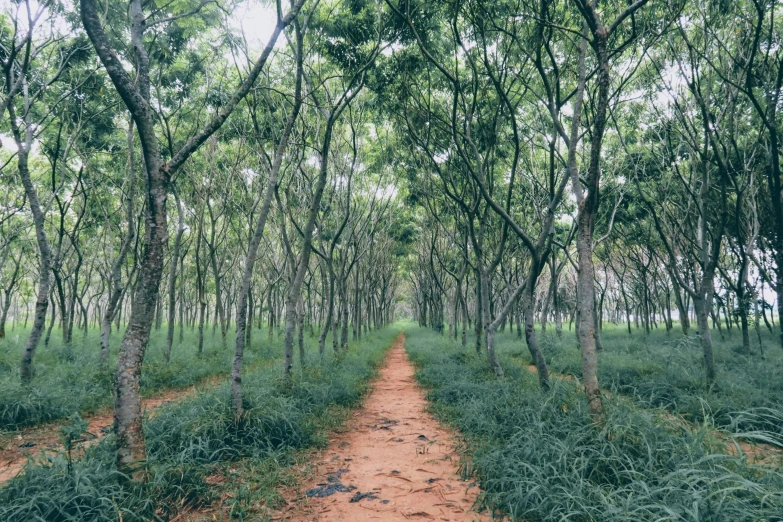 the road between a grove of trees is shaded by tall grass