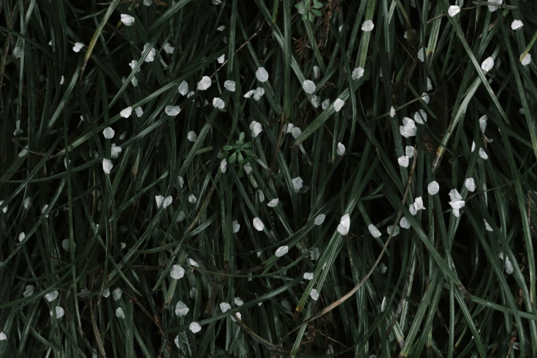 a group of white flowers growing on the top of green stems