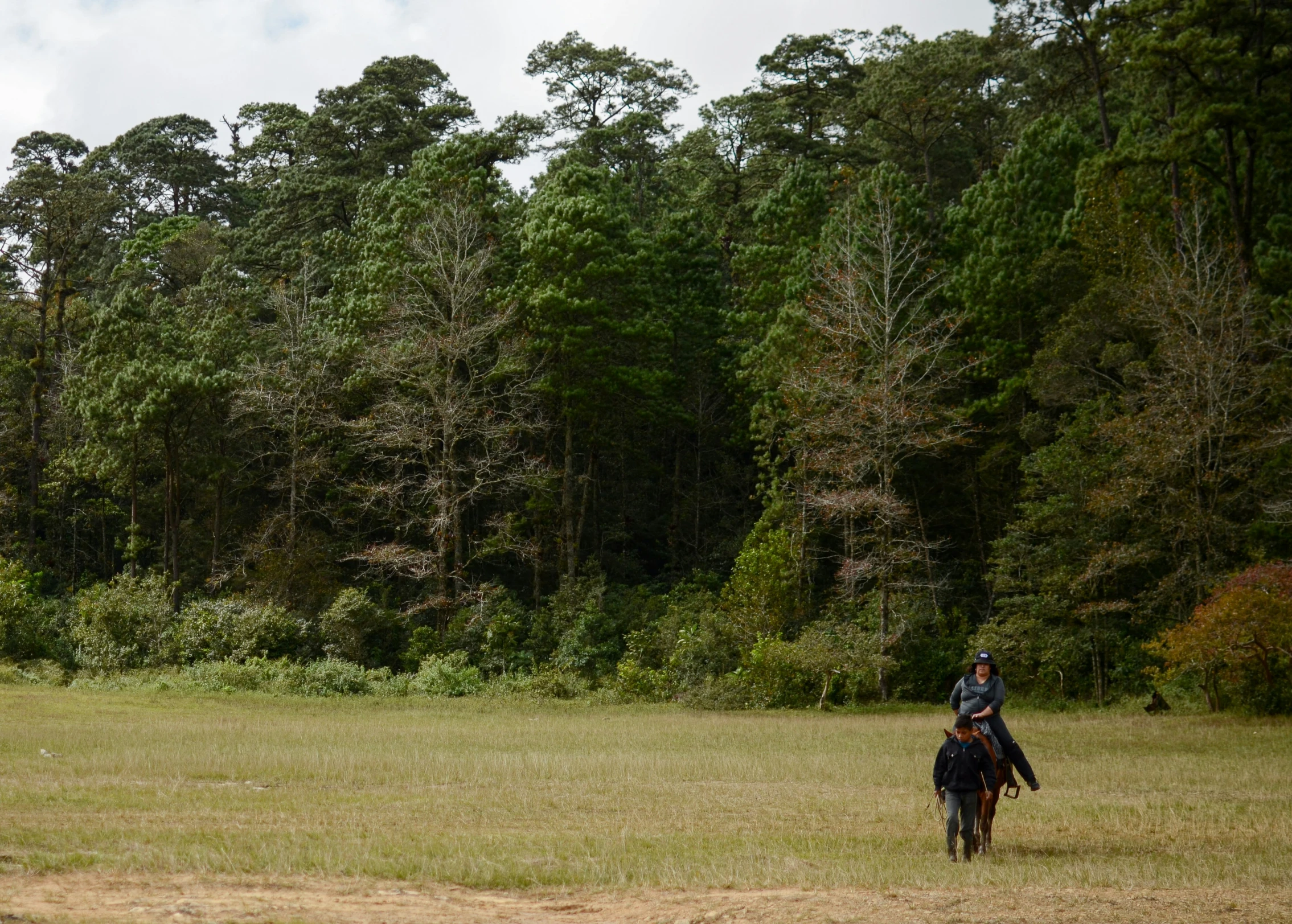 a person is riding a horse in the woods