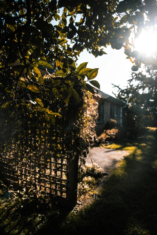 a sun shines brightly in a back yard