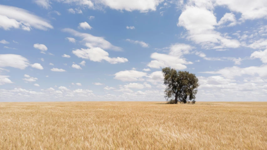 a large field of wheat is in the daytime