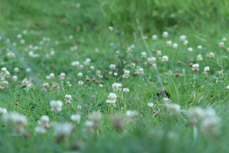 a grassy area has small white flowers and grass