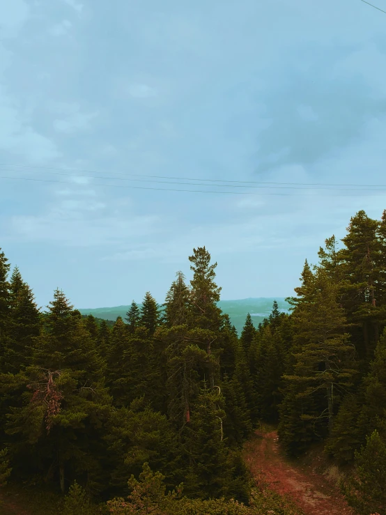 a kite flying over a lush green forest