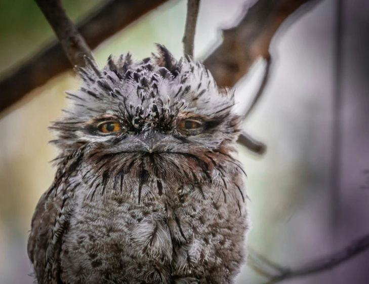 an owl on a nch of a tree looking intently