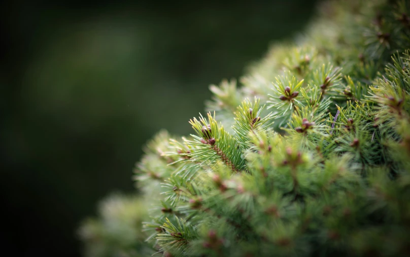 some pine needles growing and showing their cones