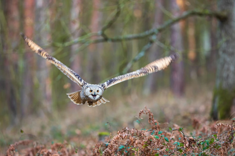 a owl flying past a tree with wings open