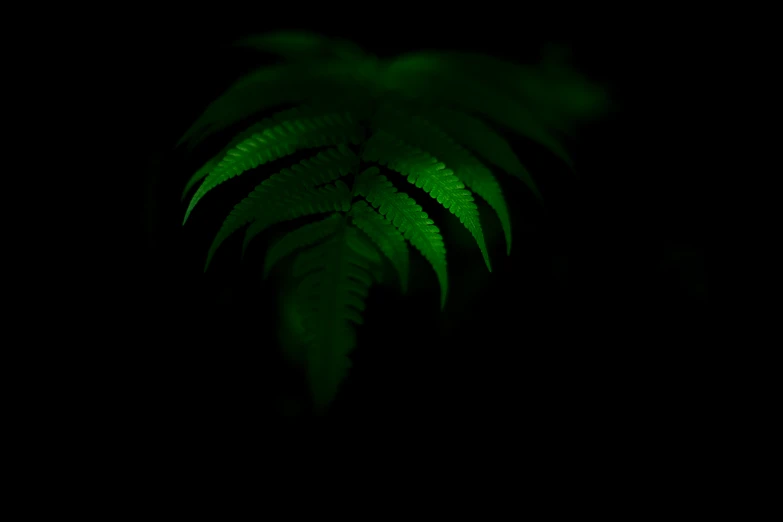 the black background shows an image of the plant