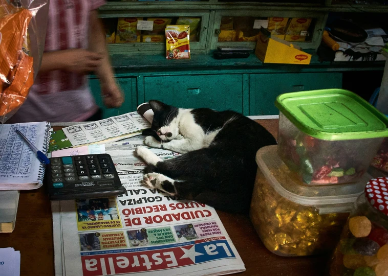 a dog laying on a counter with newspapers, food and papers