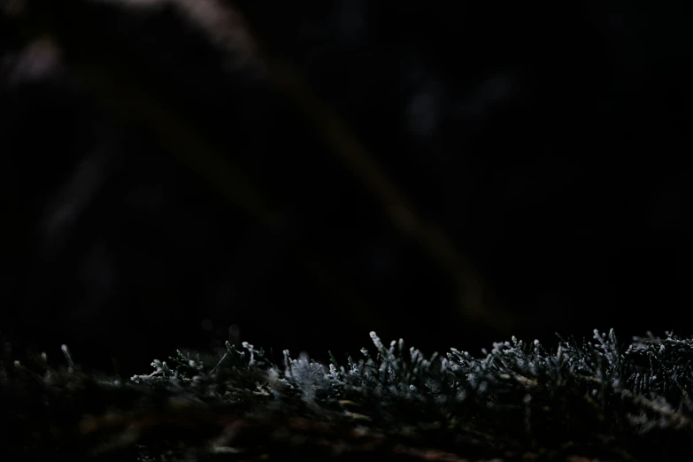 a moss covered ground in the dark