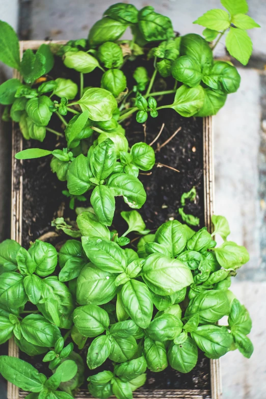 the basil plant is growing inside of the flowerpot