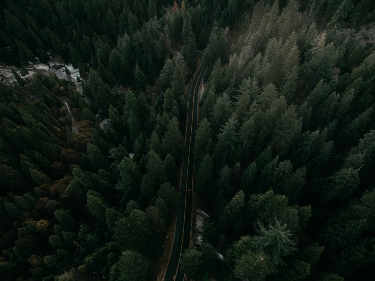 a train traveling through a forest filled with lots of trees