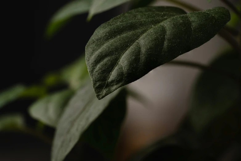 a close up of the edge of a leaf with dark background