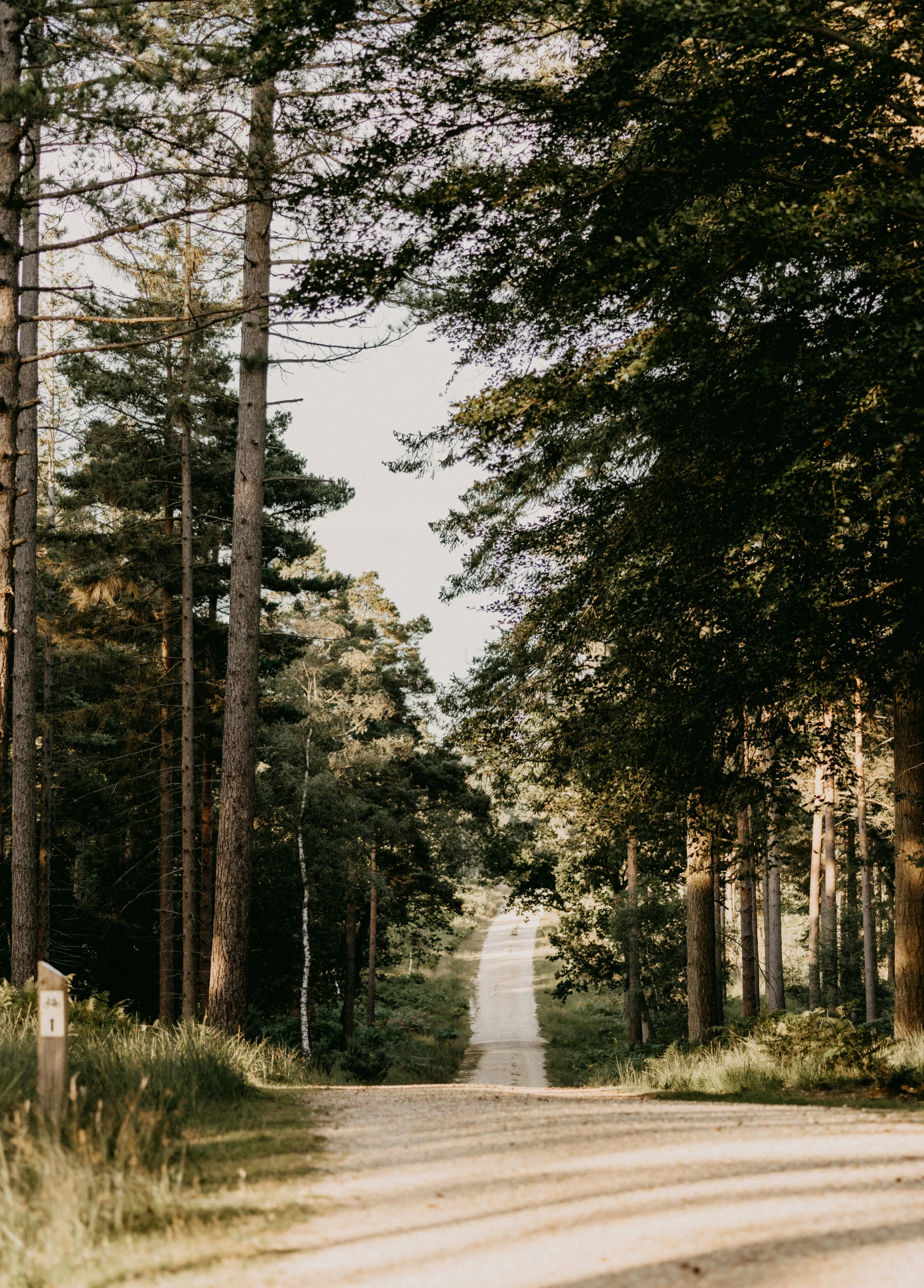 trees line the sides of a road surrounded by tall grass