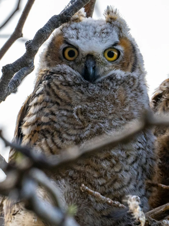 an owl with yellow eyes sits in a tree