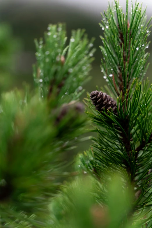 a small pine cone sitting on the nch of a tree